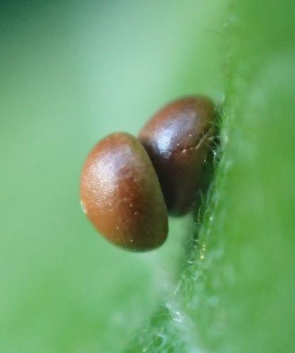 Cerura vinula